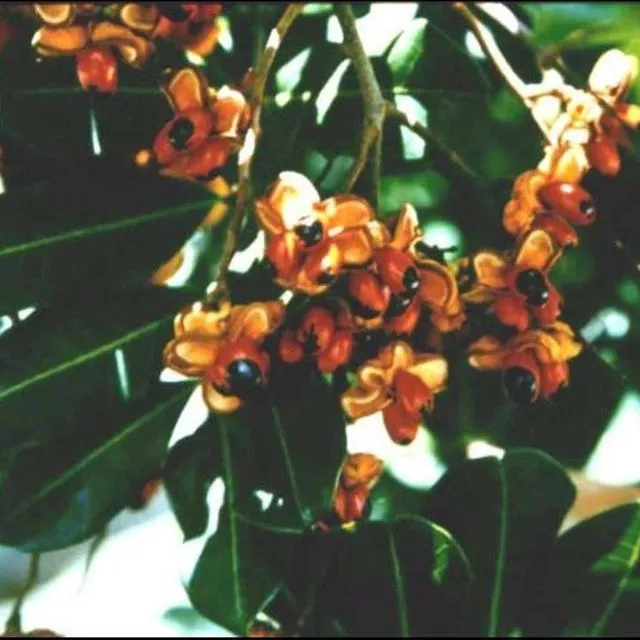 thumbnail for publication: Invasive Plants in Natural Area Weeds: Carrotwood (Cupaniopsis anacardioides)